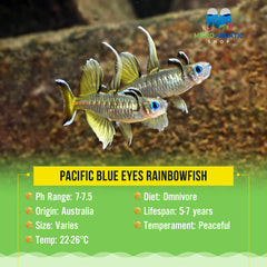 Flash Sale Pacific Blue Eyes
