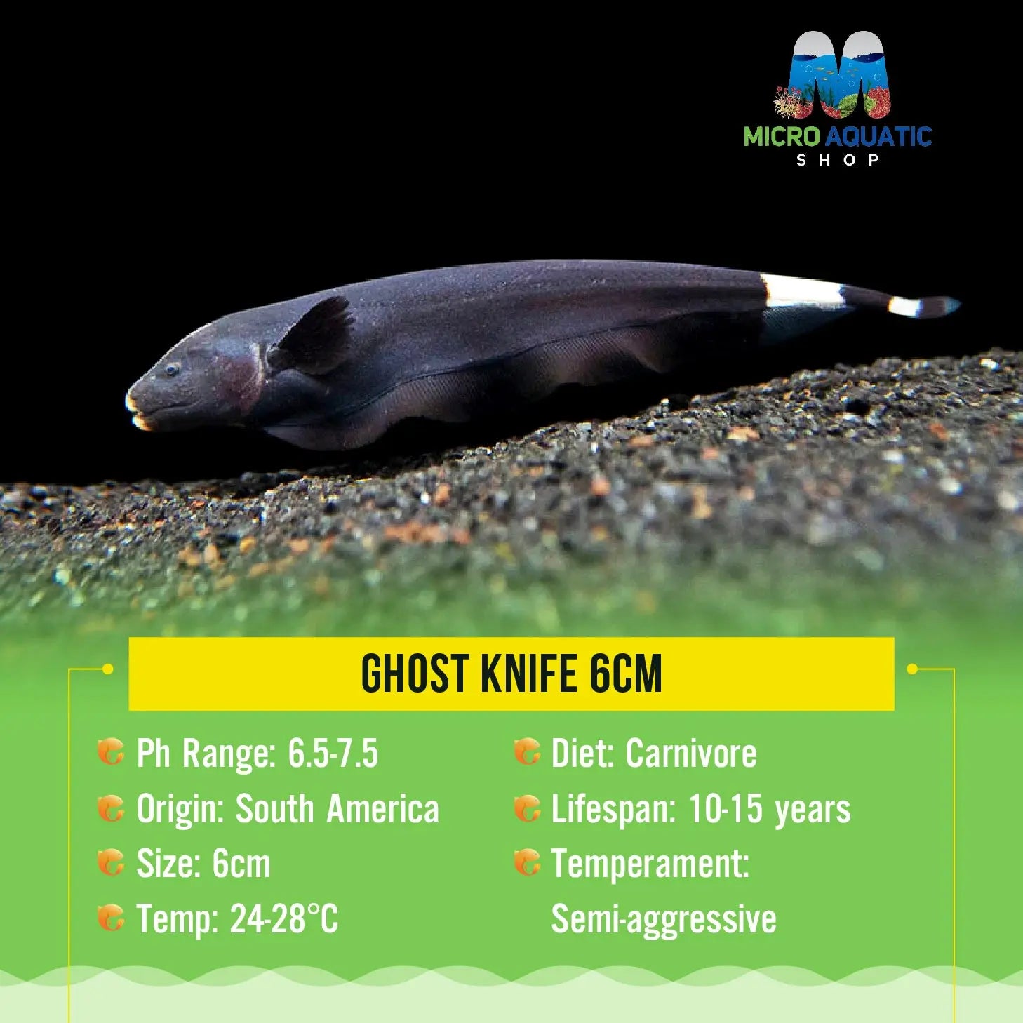 Ghost Knife 6cm Micro Aquatic Shop