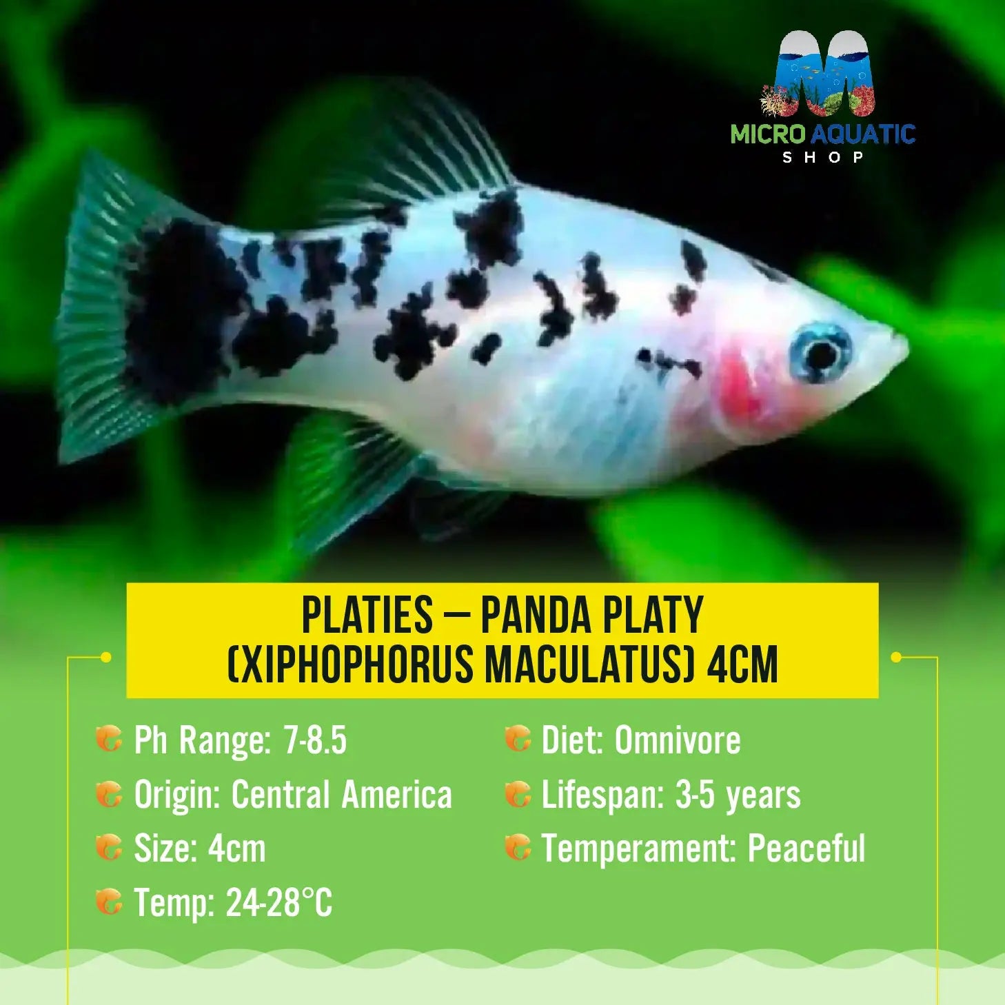 Platies – Panda Platy (Xiphophorus maculatus) 3cm Micro Aquatic Shop