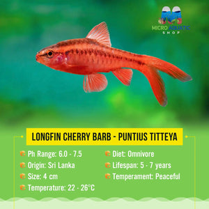 Barb - Cherry Longfin Micro Aquatic Shop