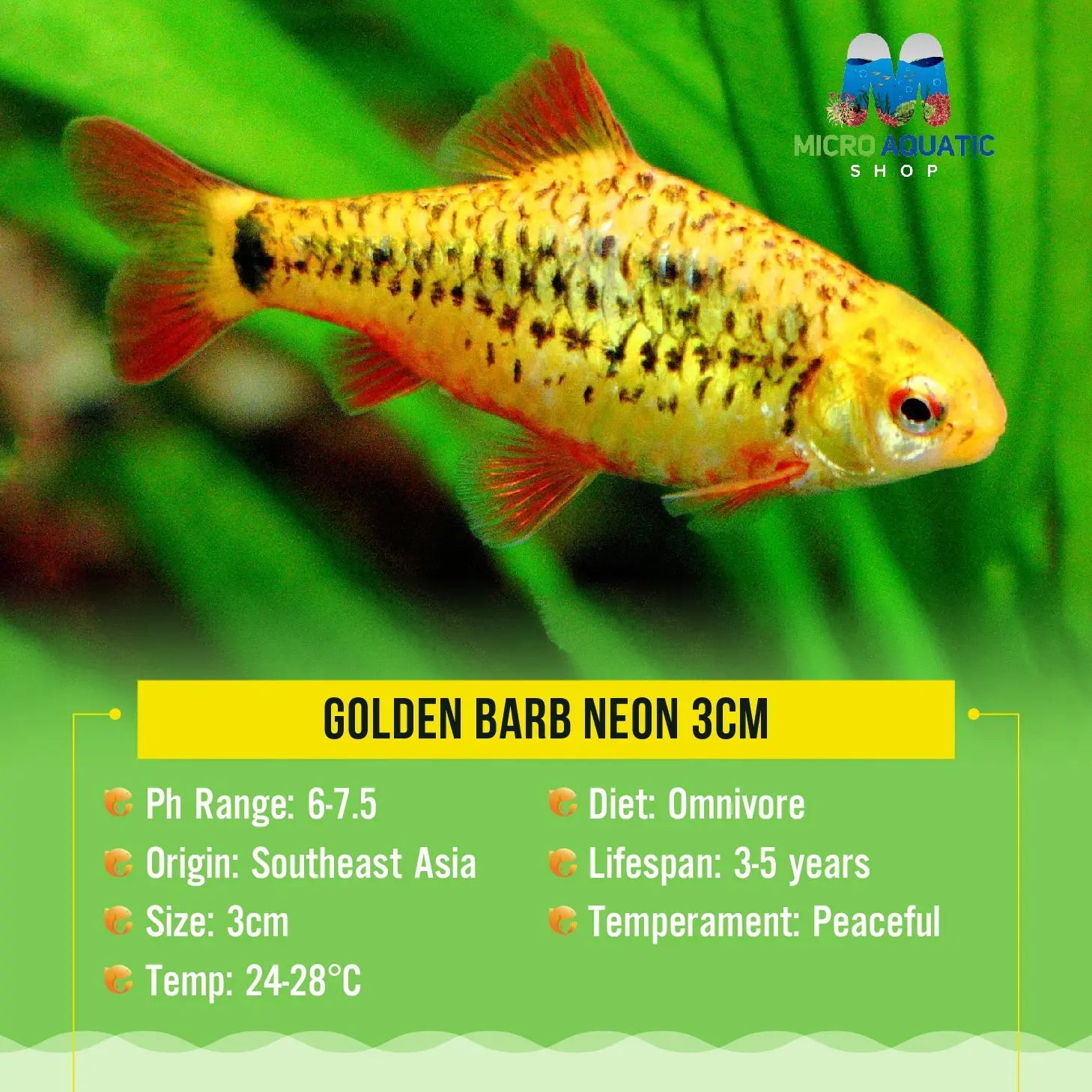 Barb - Golden Neon 2cm