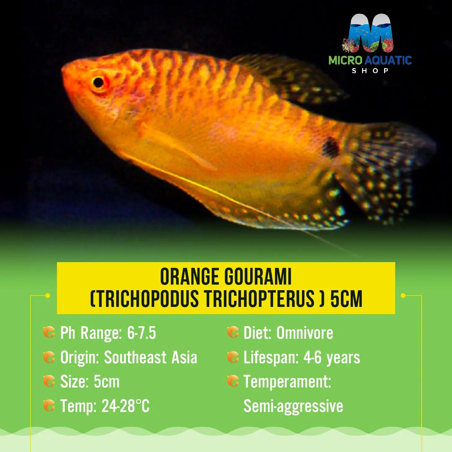 Gourami - Orange 5cm