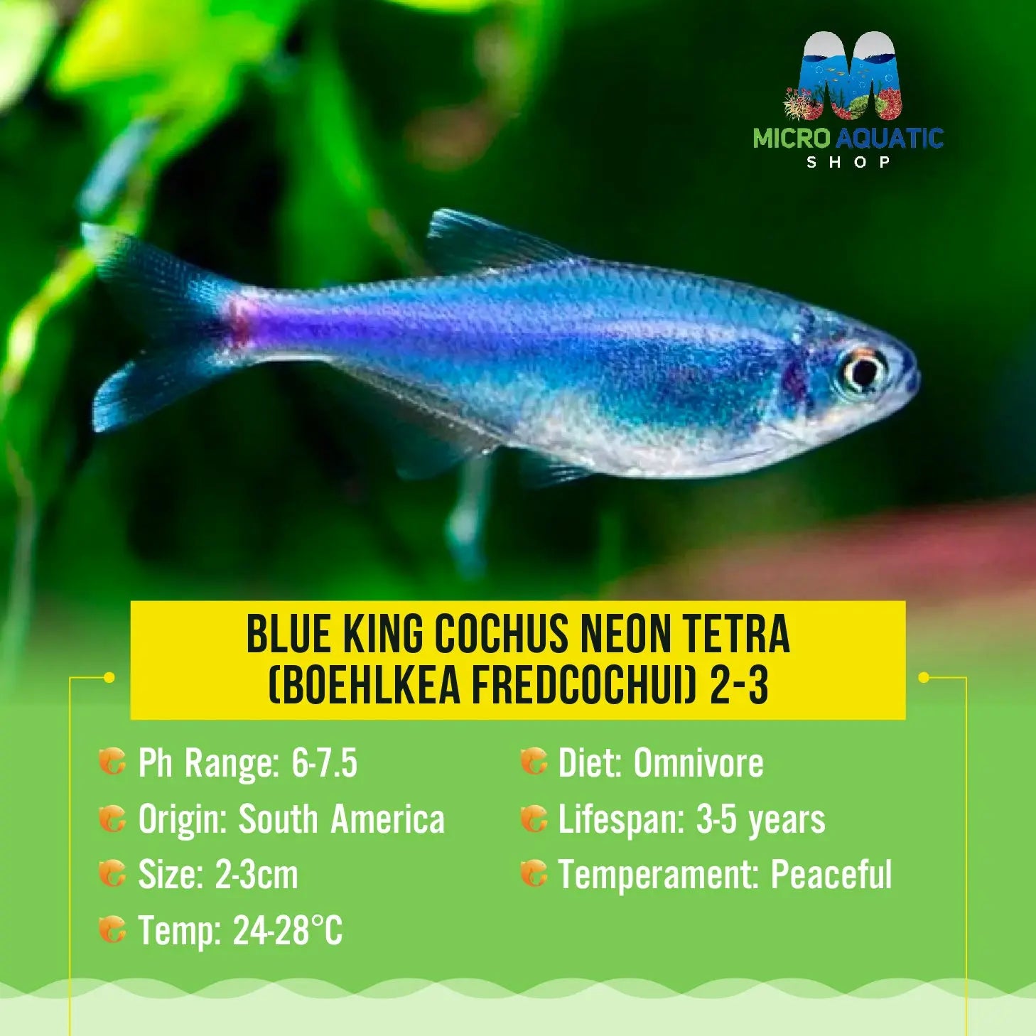 Tetra - Blue King Cochus Neon (Boehlkea fredcochui)