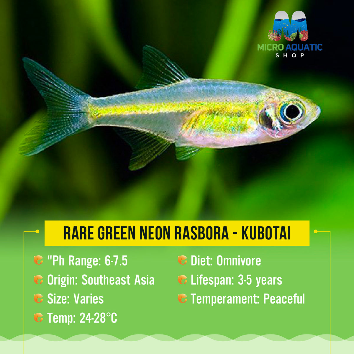 Flash Sale Rare Green Neon Rasbora - Kubotai