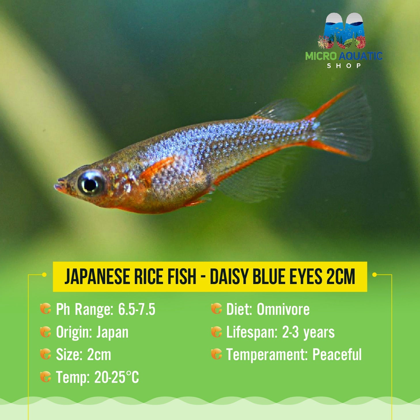 Japanese rice fish - Daisy blue eyes 2-3cm Micro Aquatic Shop
