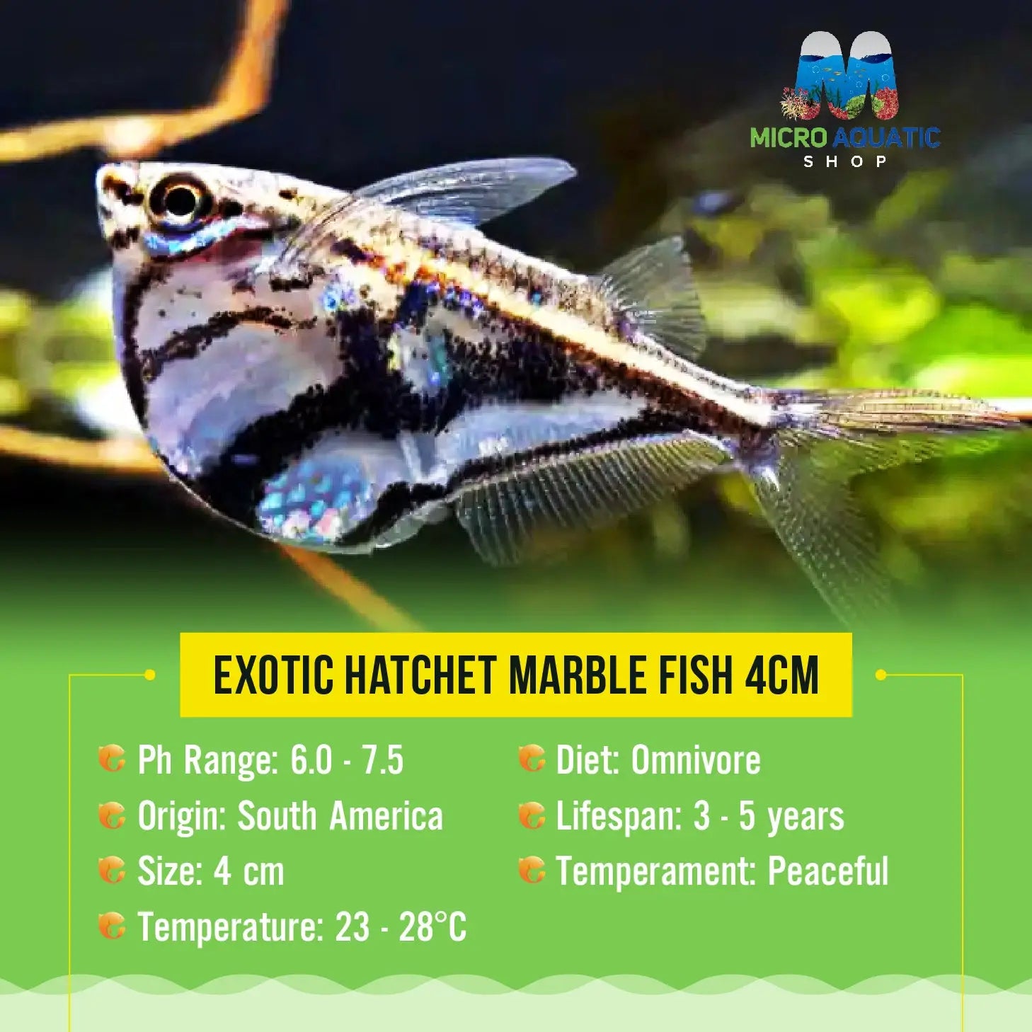 Exotic Hatchet Marble Fish 4cm Micro Aquatic Shop