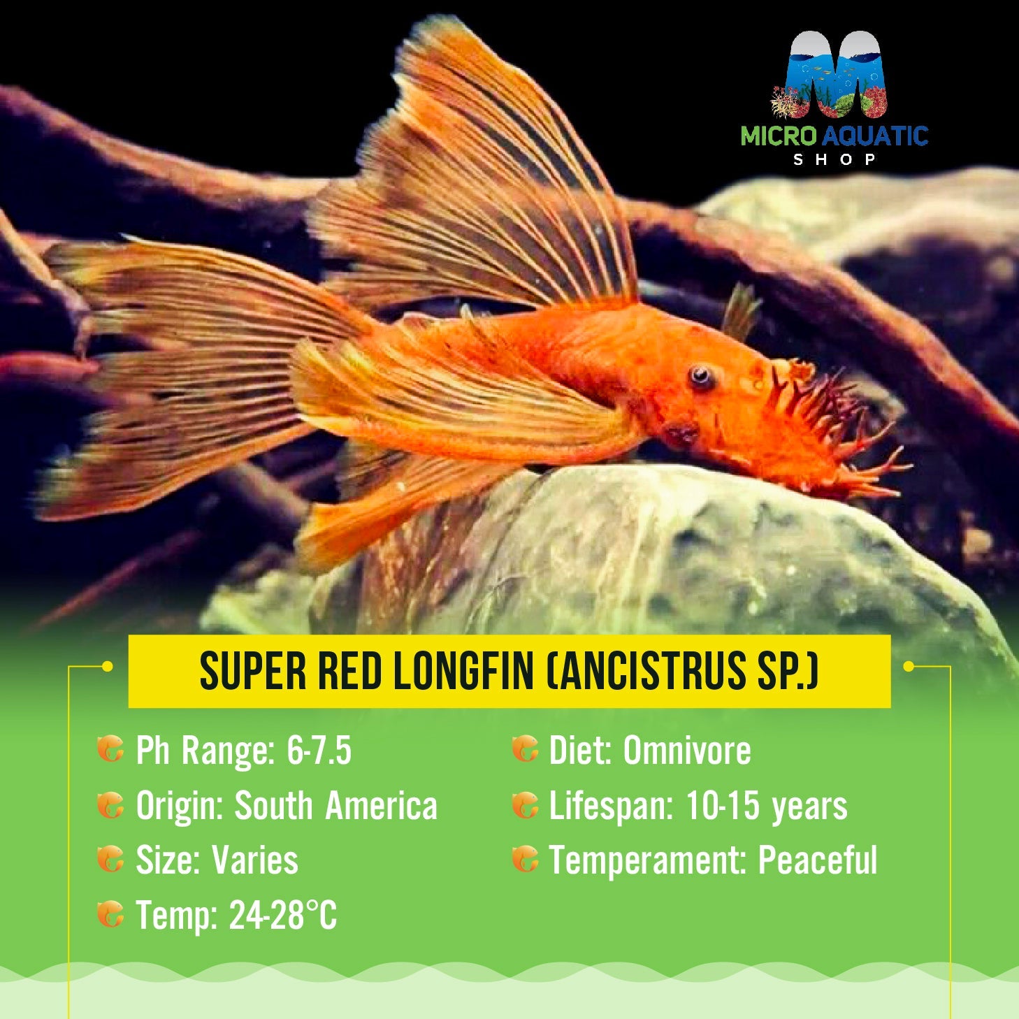 Super Red Longfin (ANCISTRUS SP.) Micro Aquatic Shop