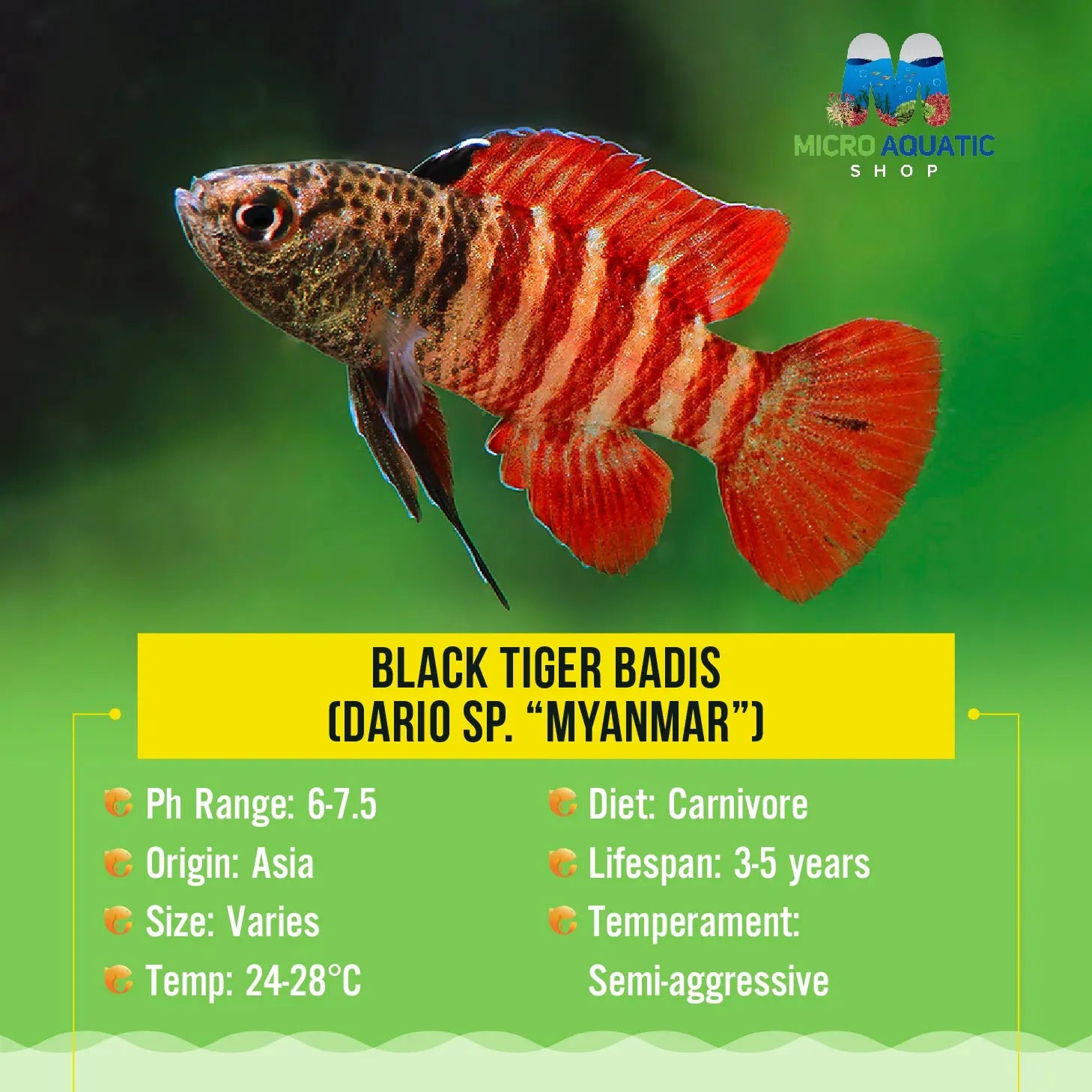 Black Tiger Badis (Dario sp. “Myanmar”)