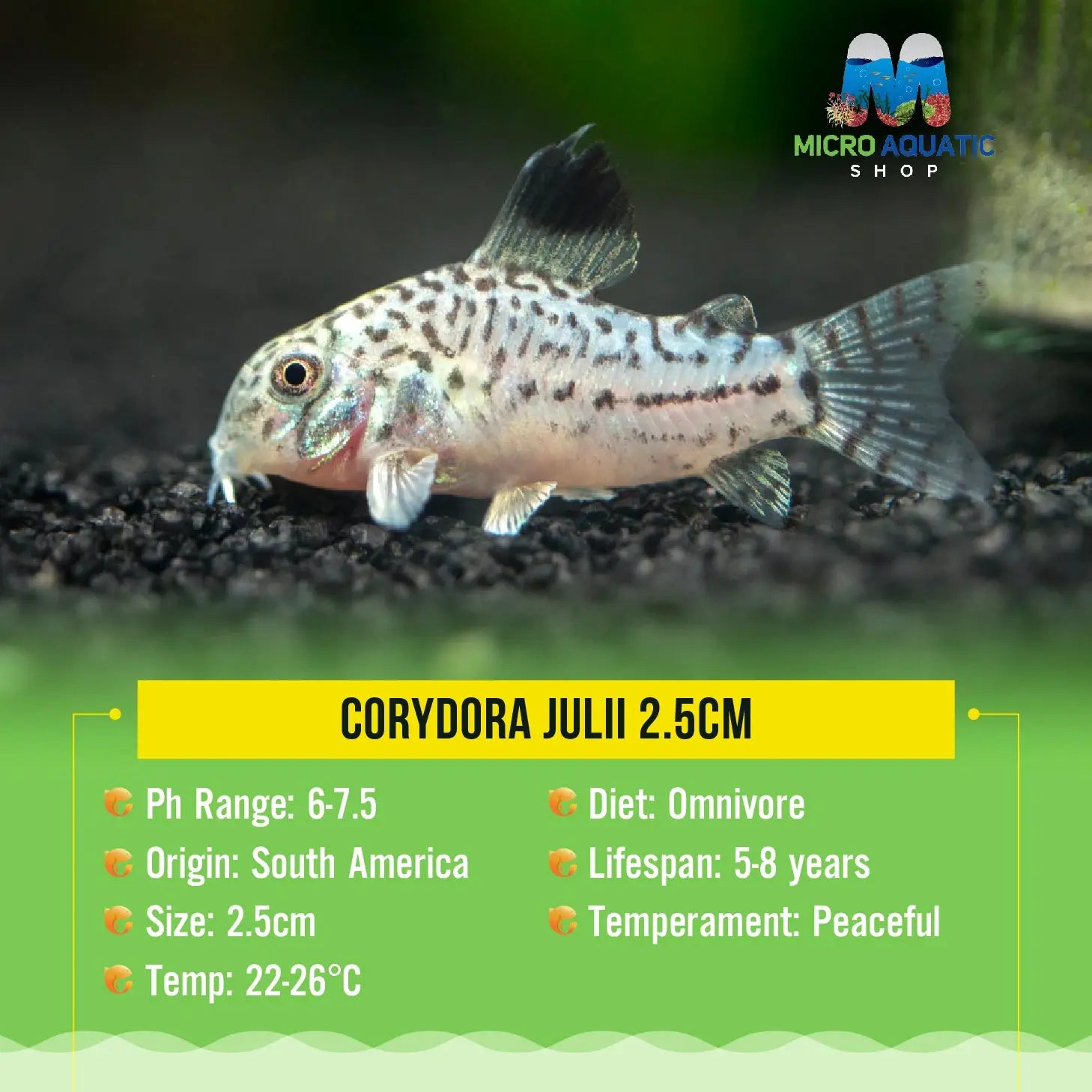 Corydora Julii 3cm