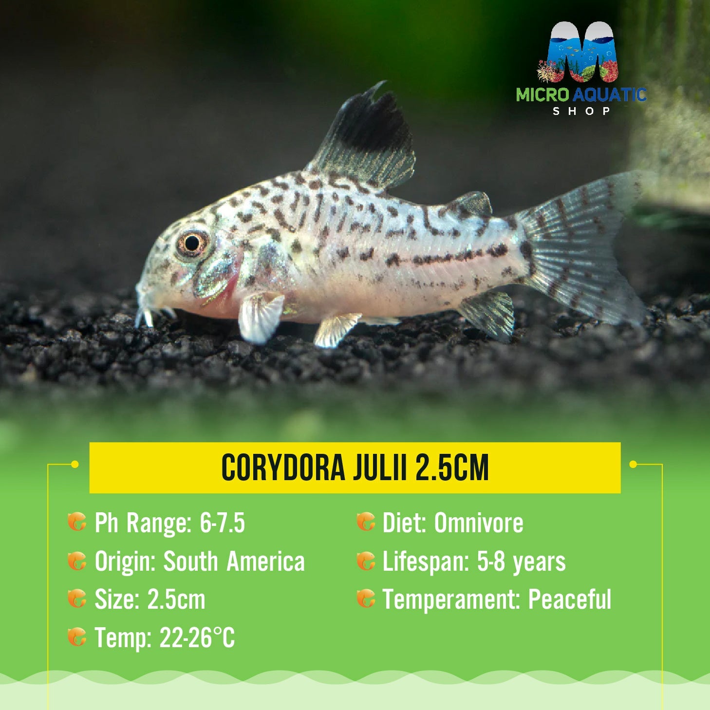 Corydora Julii 3cm Micro Aquatic Shop