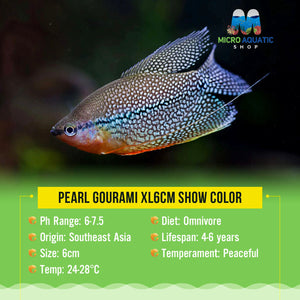 Gourami - Pearl 6cm Micro Aquatic Shop