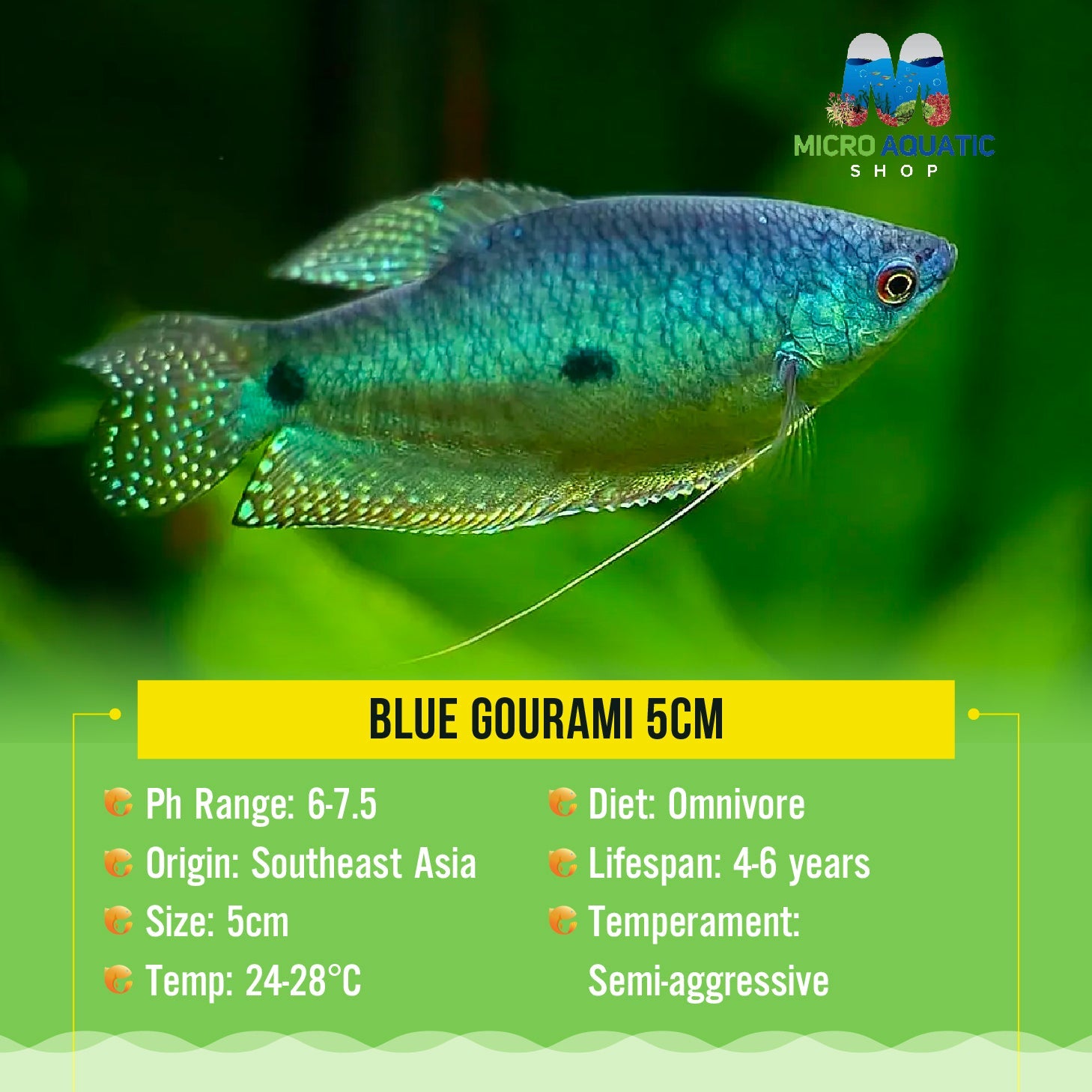 Gourami - Blue 5cm Micro Aquatic Shop