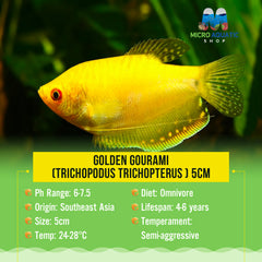 Golden Gourami (Trichopodus trichopterus ) 5cm
