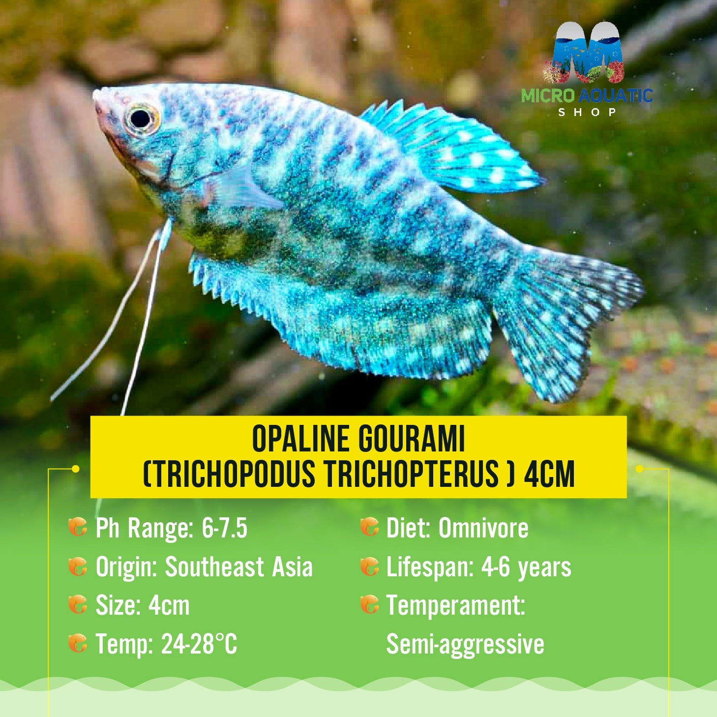 Gourami - Opaline (Trichopodus Trichopterus) 4cm Micro Aquatic Shop