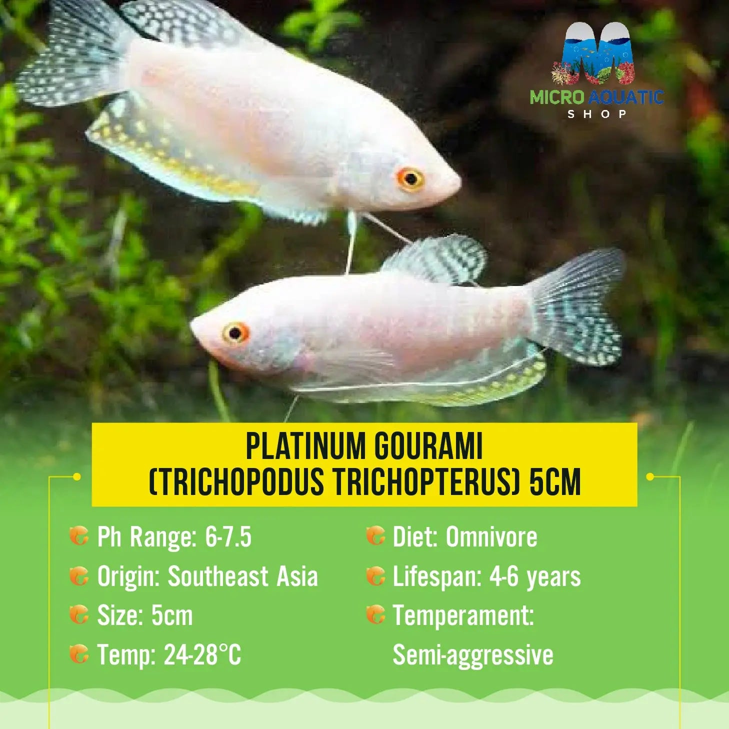 Gourami - Platinum 5cm