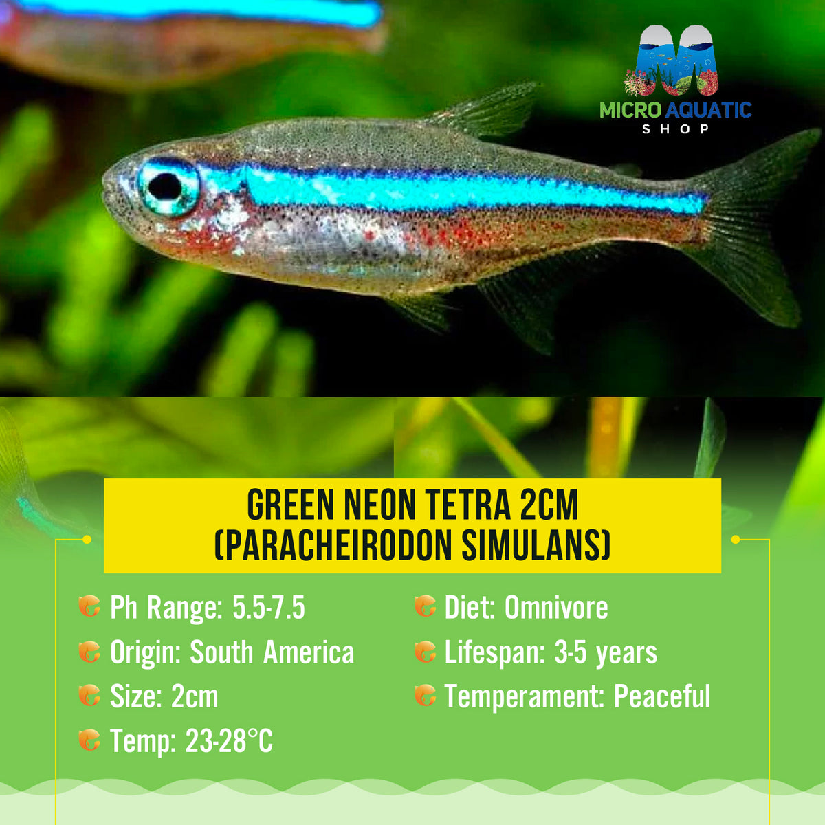 Green Neon Tetra  (Paracheirodon simulans)