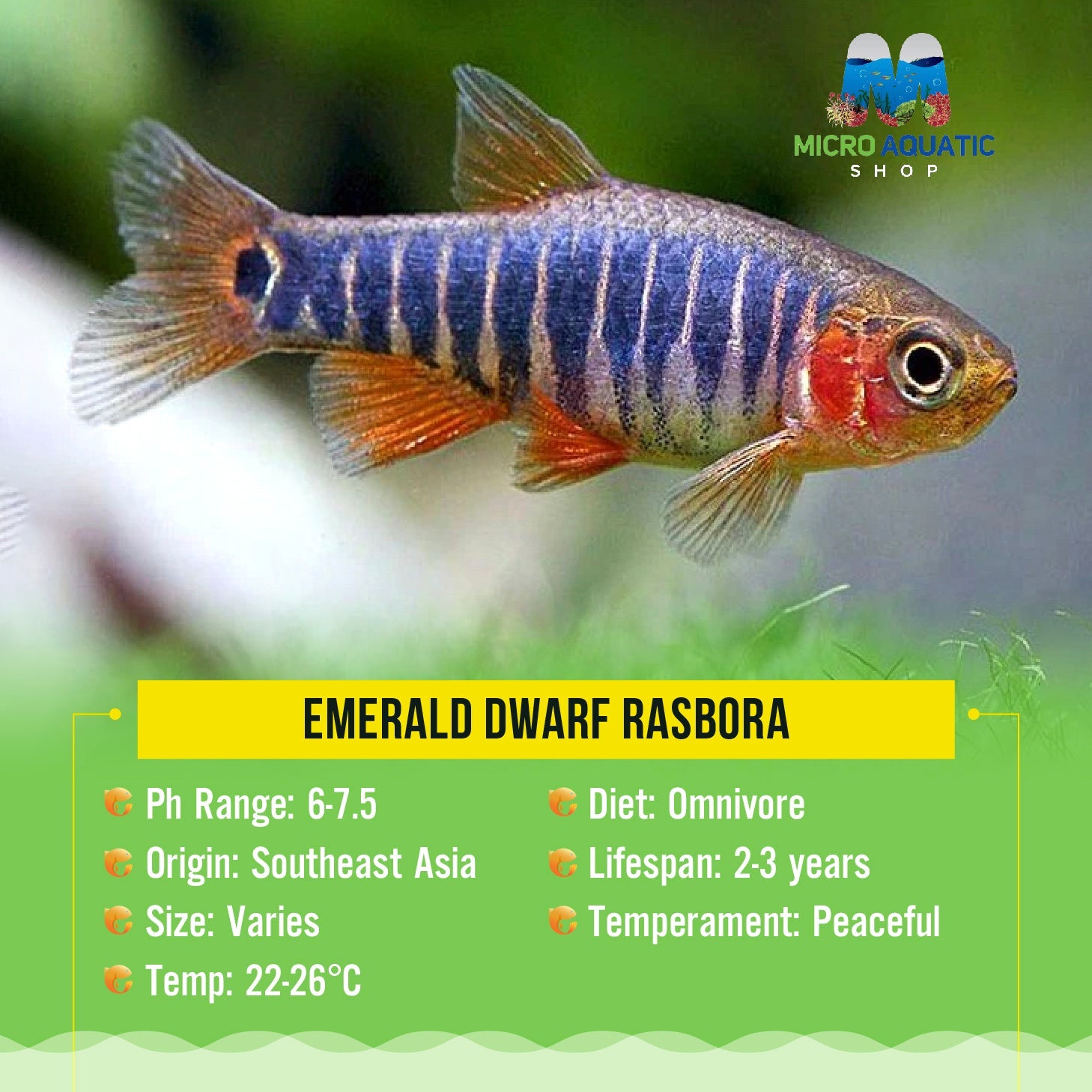 Emerald Dwarf Rasbora Micro Aquatic Shop