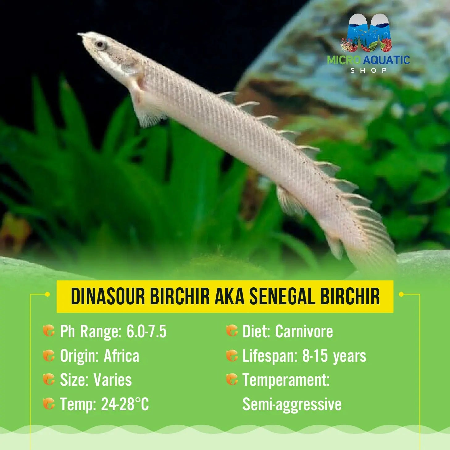 Dinasour Birchir aka Senegal Birchir