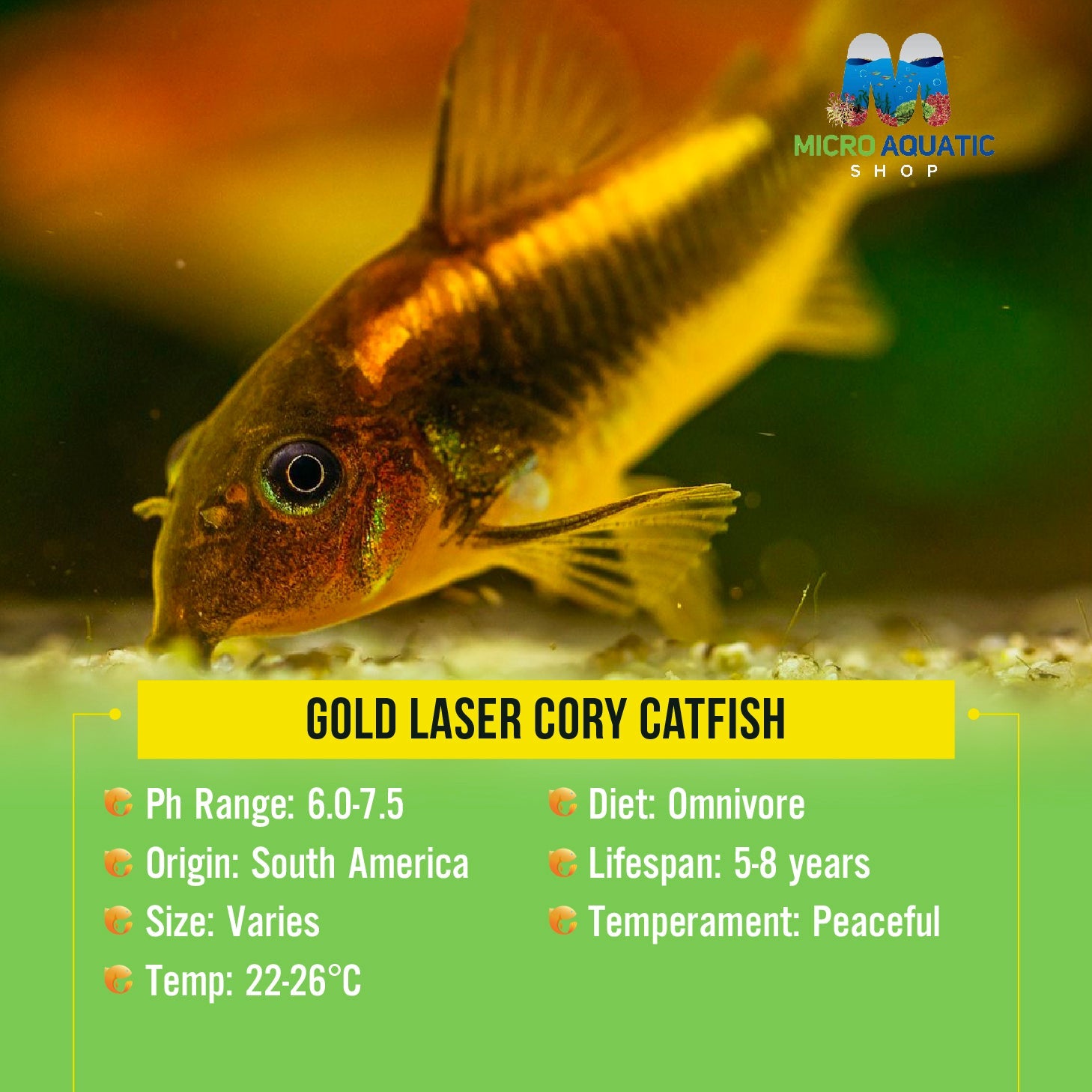 Gold Laser Cory Catfish 3cm Micro Aquatic Shop