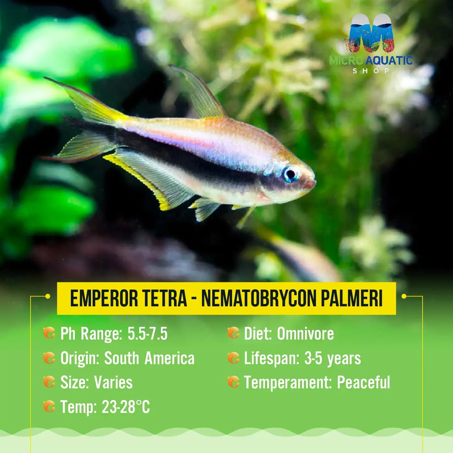 Emperor Tetra - Nematobrycon palmeri 3.5cm
