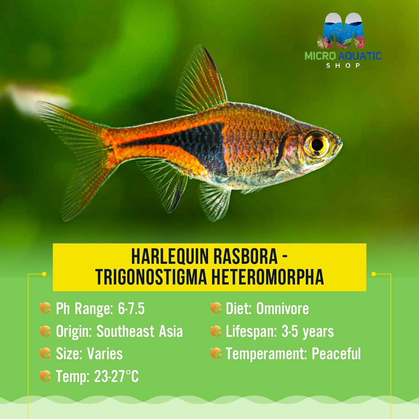 Rasbora - Harlequin (Trigonostigma Heteromorpha) Micro Aquatic Shop