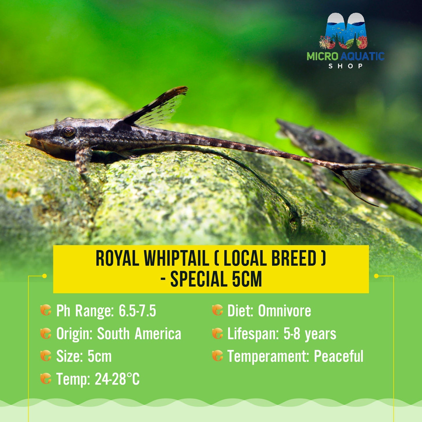 Rare - Royal Whiptail 6cm Micro Aquatic Shop