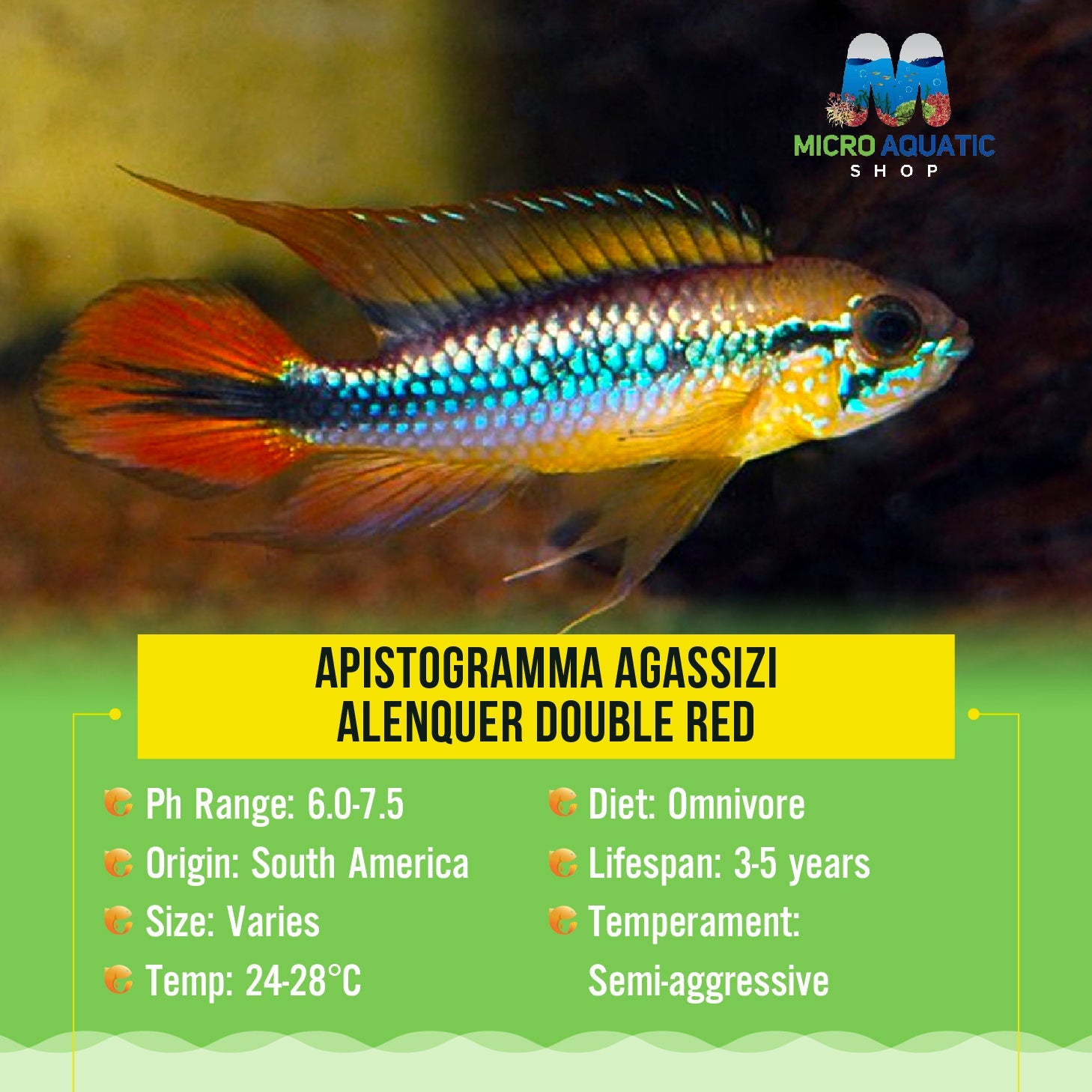 Apistogramma Agassizi Alenquer Double Red Micro Aquatic Shop
