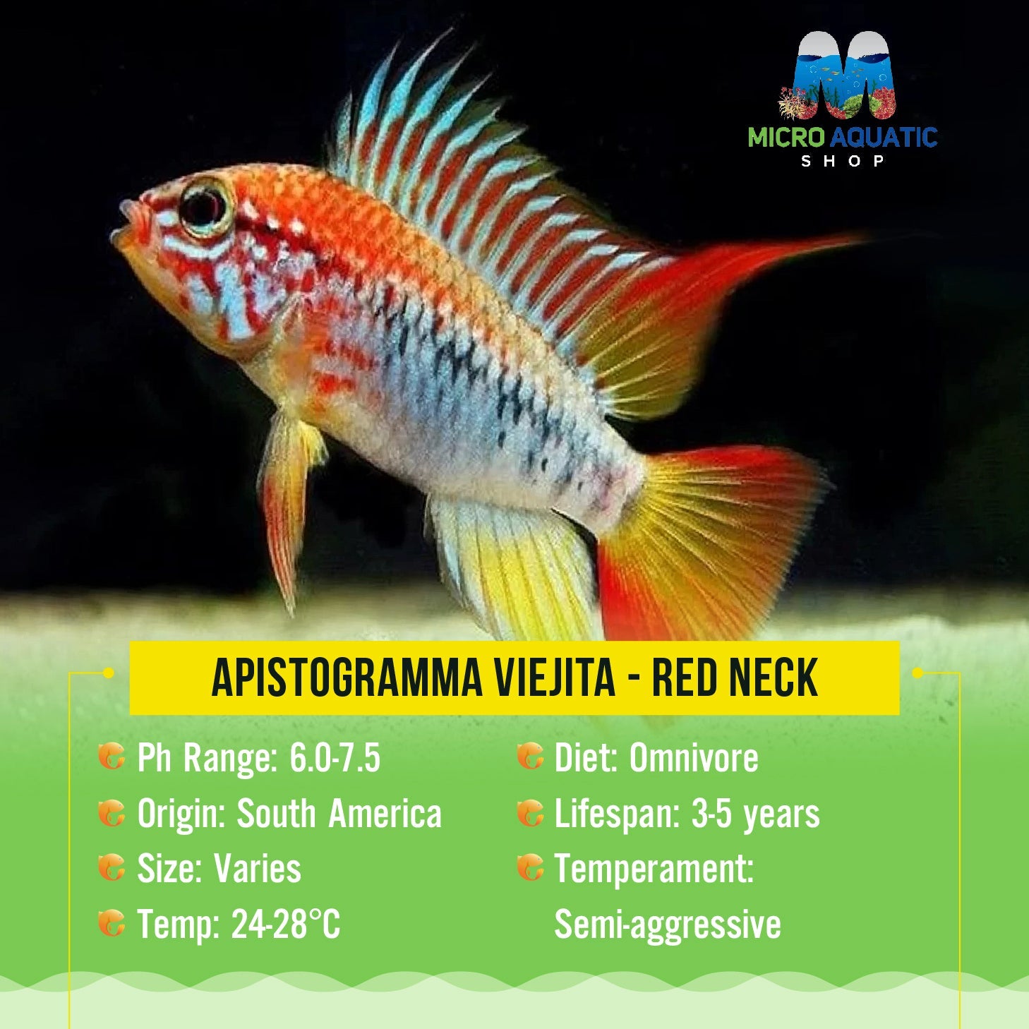 Dwarf Cichlid - Apistogramma Viejita Red Neck Micro Aquatic Shop