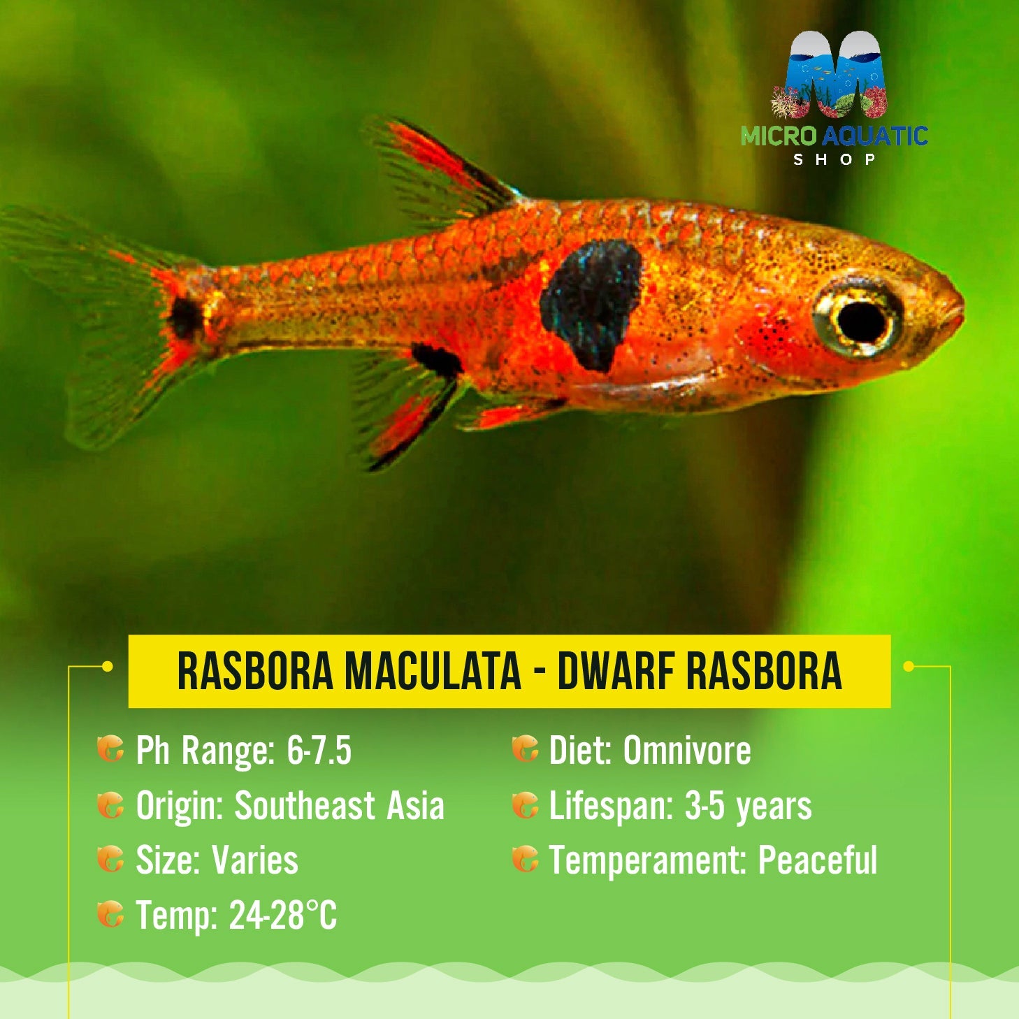 Rasbora - Maculata (Dwarf Rasbora - Boraras Maculatus) Micro Aquatic Shop