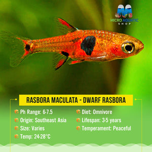 Rasbora - Maculata (Dwarf Rasbora - Boraras Maculatus) Micro Aquatic Shop