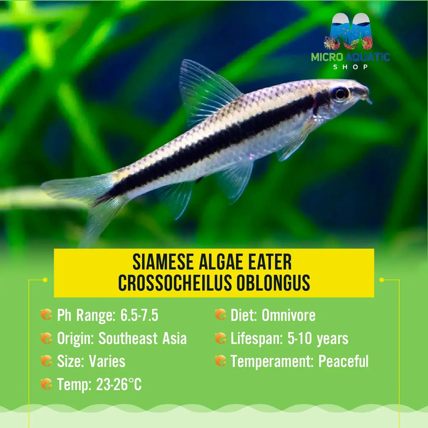 Siamese Black Beard Algae Eater