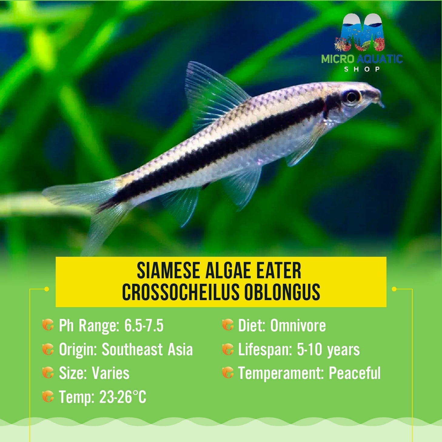 Siamese Black Beard Algae Eater Micro Aquatic Shop