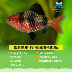 Barb - Ruby 2cm Micro Aquatic Shop