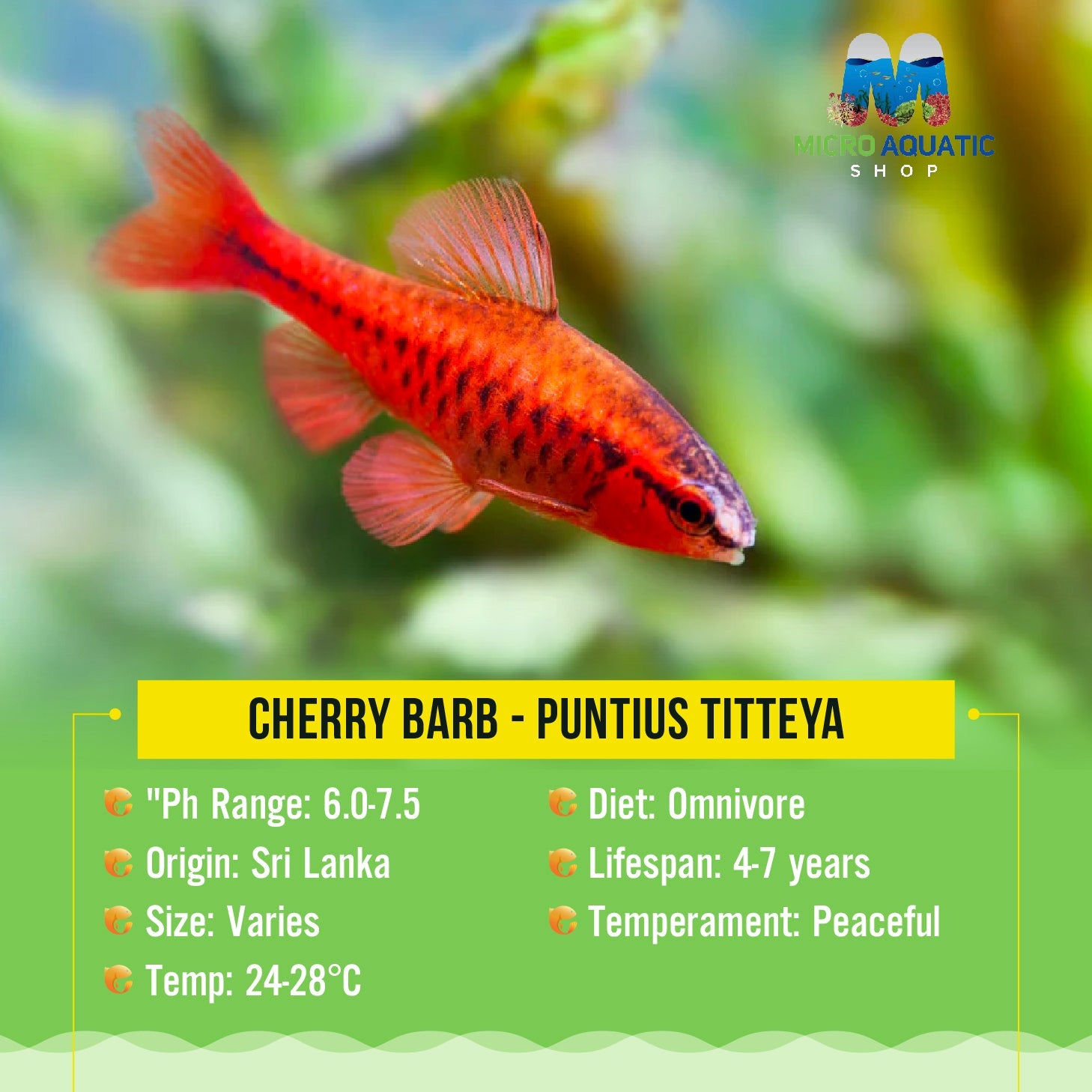 Barb - Cherry 3cm Micro Aquatic Shop