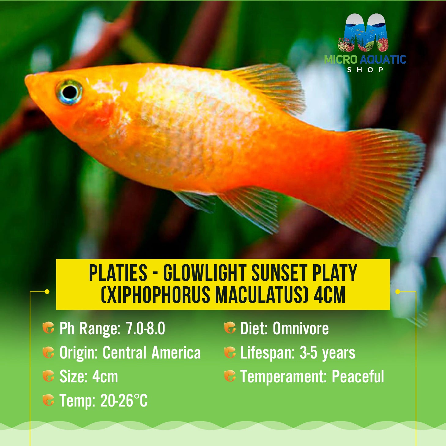 Platies – Glowlight Sunset Platy (Xiphophorus maculatus) 2-3cm