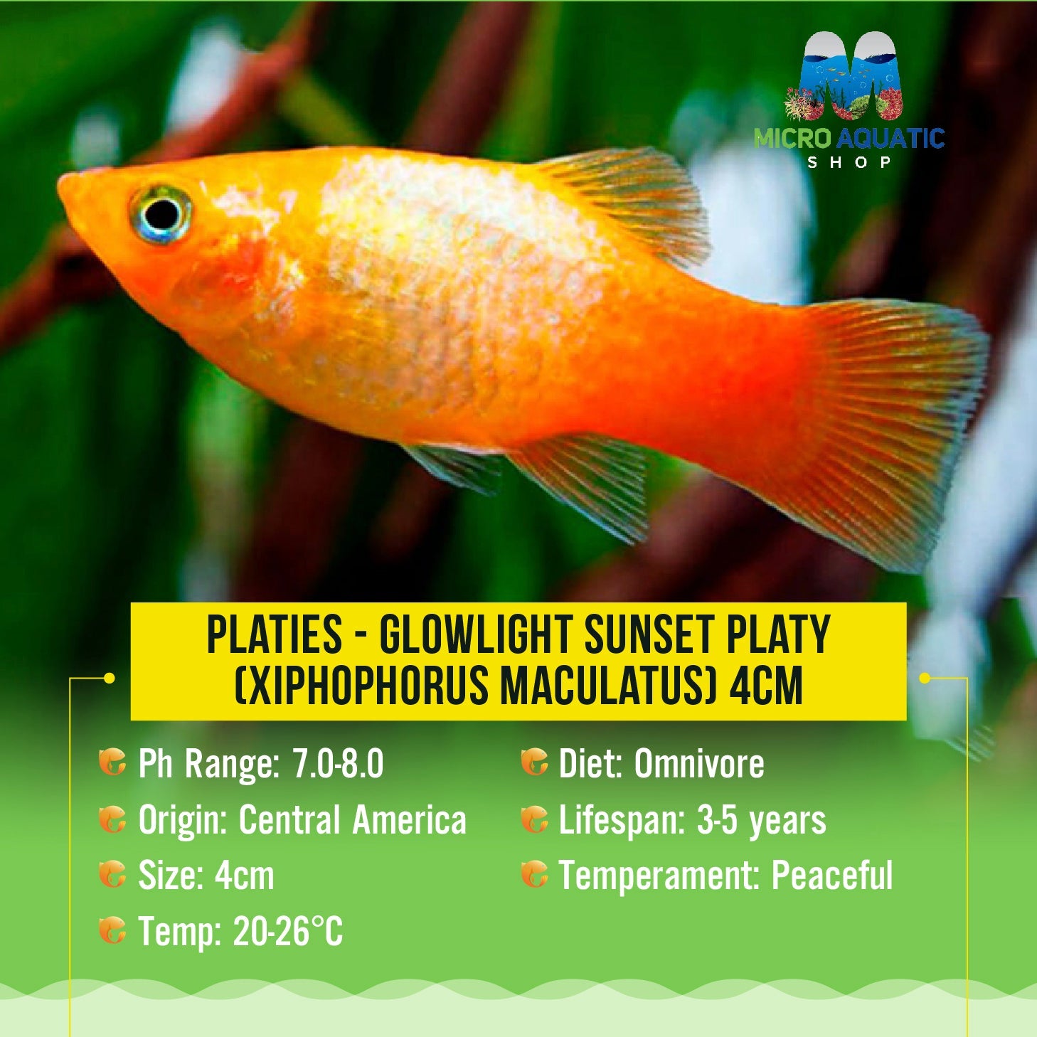 Glowlight Sunset Platy (Xiphophorus maculatus) 2-3cm Micro Aquatic Shop