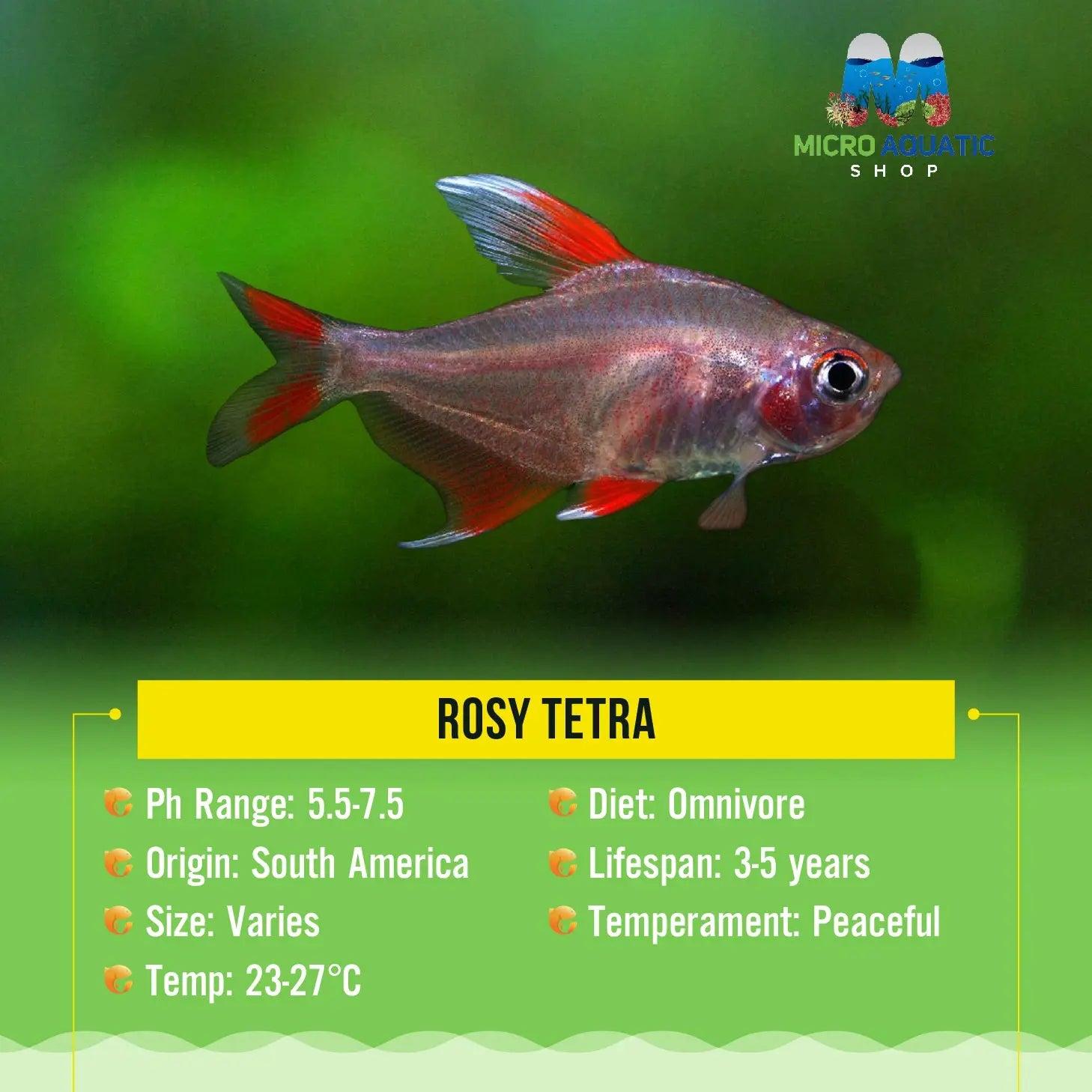 Rosy Tetra 3.5cm Show