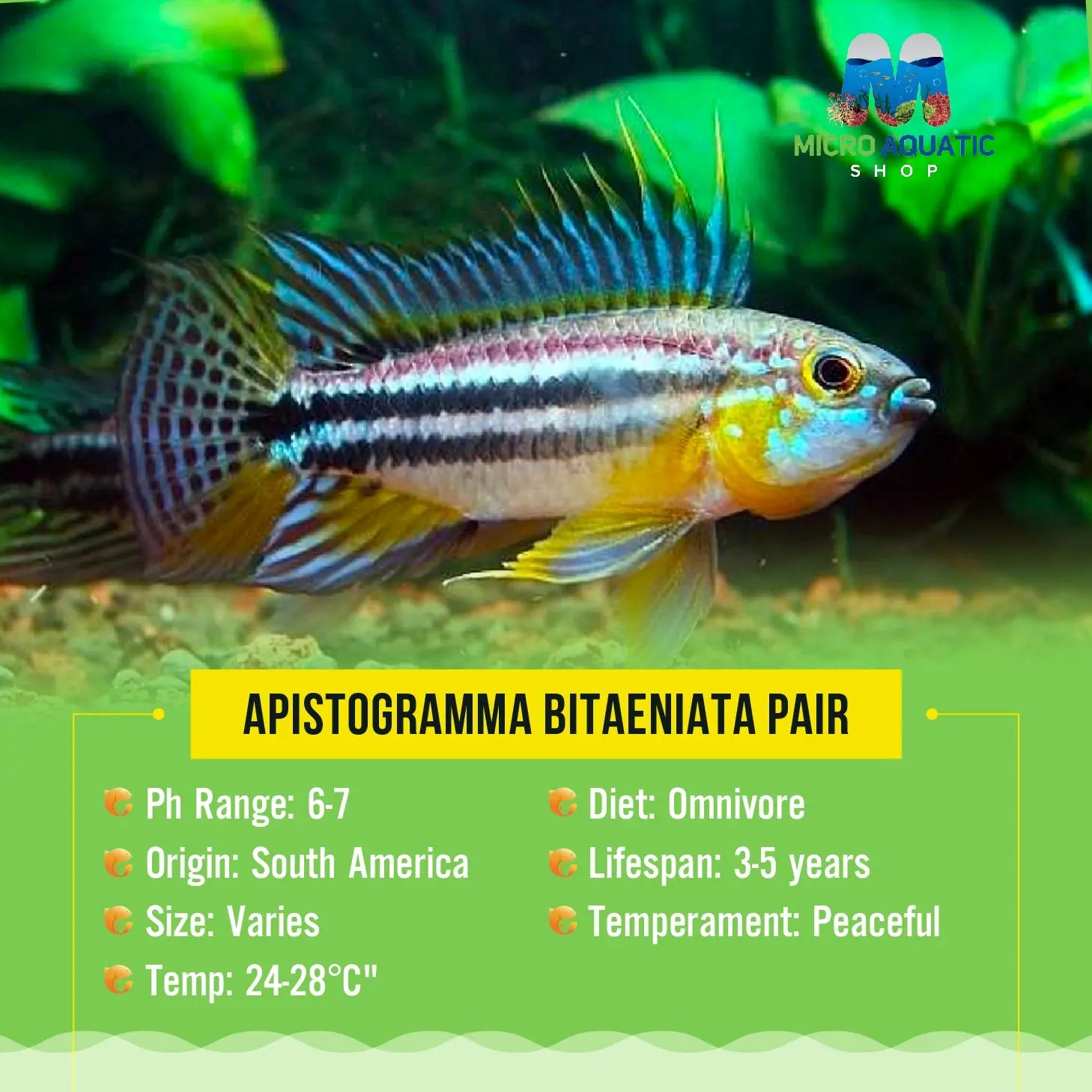 APISTOGRAMMA BITAENIATA Pair Micro Aquatic Shop