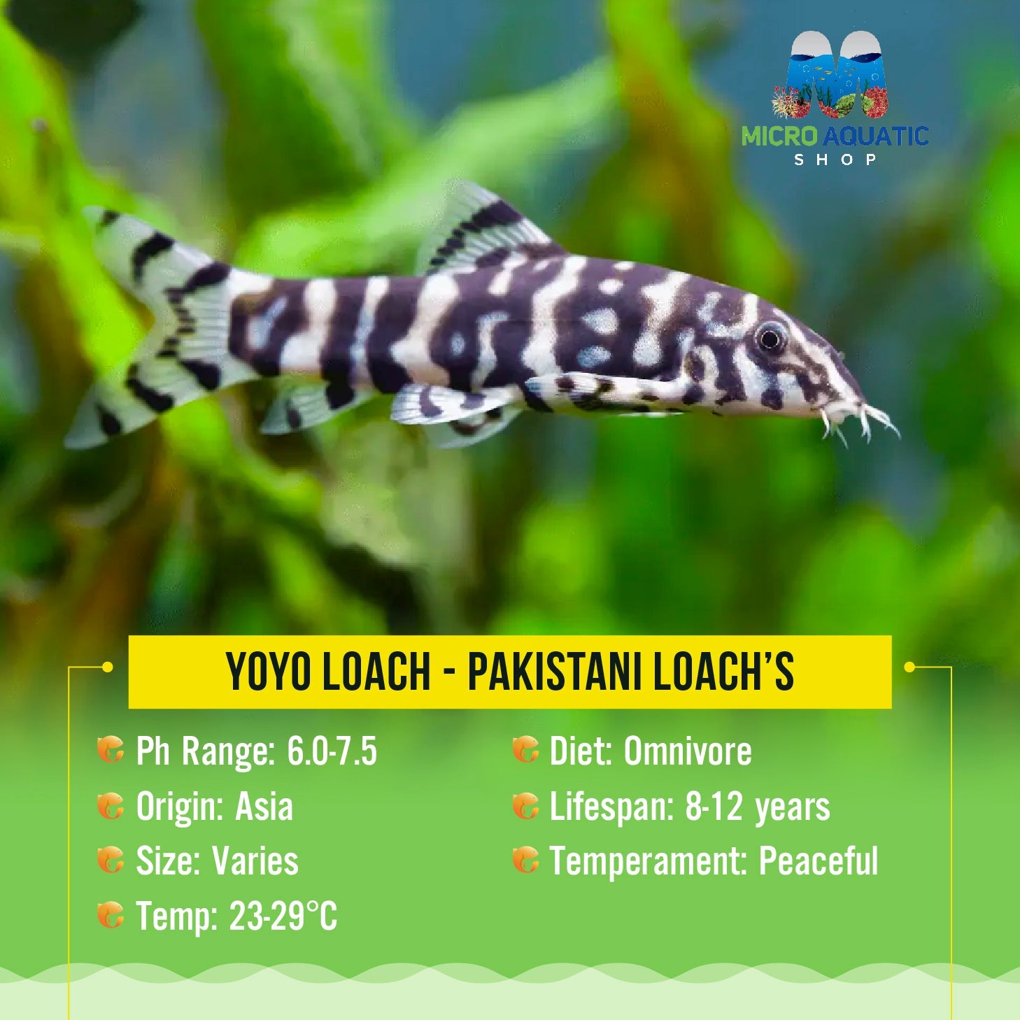 Yoyo Loach - Pakistani Loach 3-4cm Micro Aquatic Shop