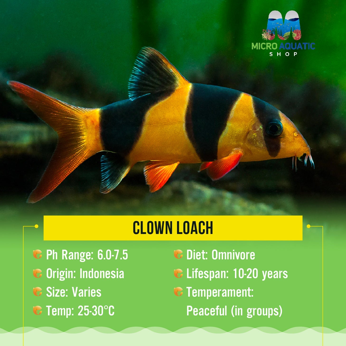 Clown Loach 4cm Micro Aquatic Shop