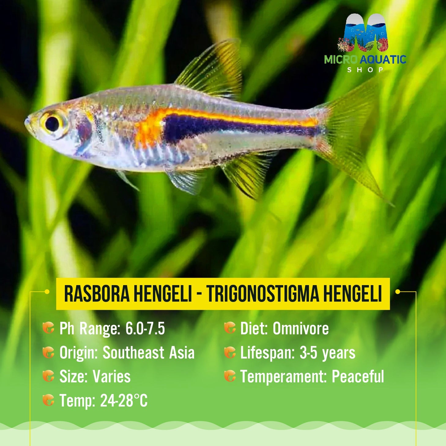 Rasbora Hengeli - Trigonostigma Hengeli Micro Aquatic Shop