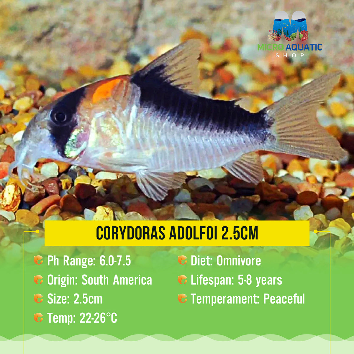Corydoras Adolfoi 2.5cm