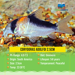 Corydoras Adolfoi 2.5cm