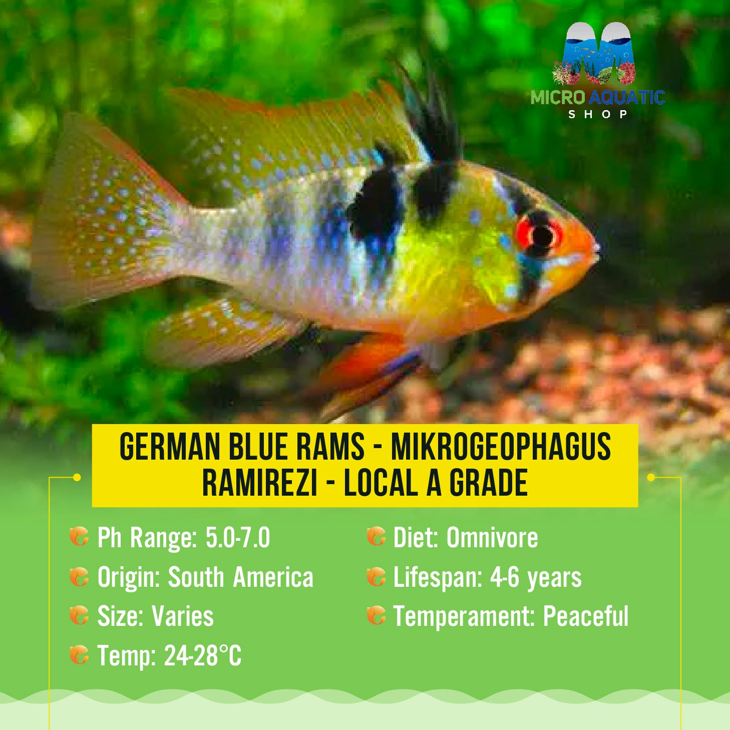 German Blue Rams - Mikrogeophagus ramirezi