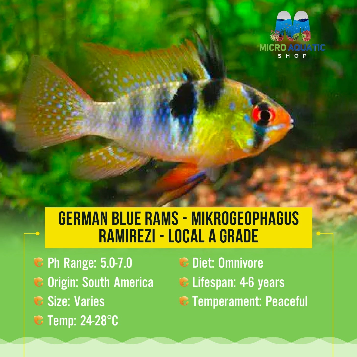Dwarf Cichlid - German Blue Ram (Mikrogeophagus Ramirezi) Micro Aquatic Shop
