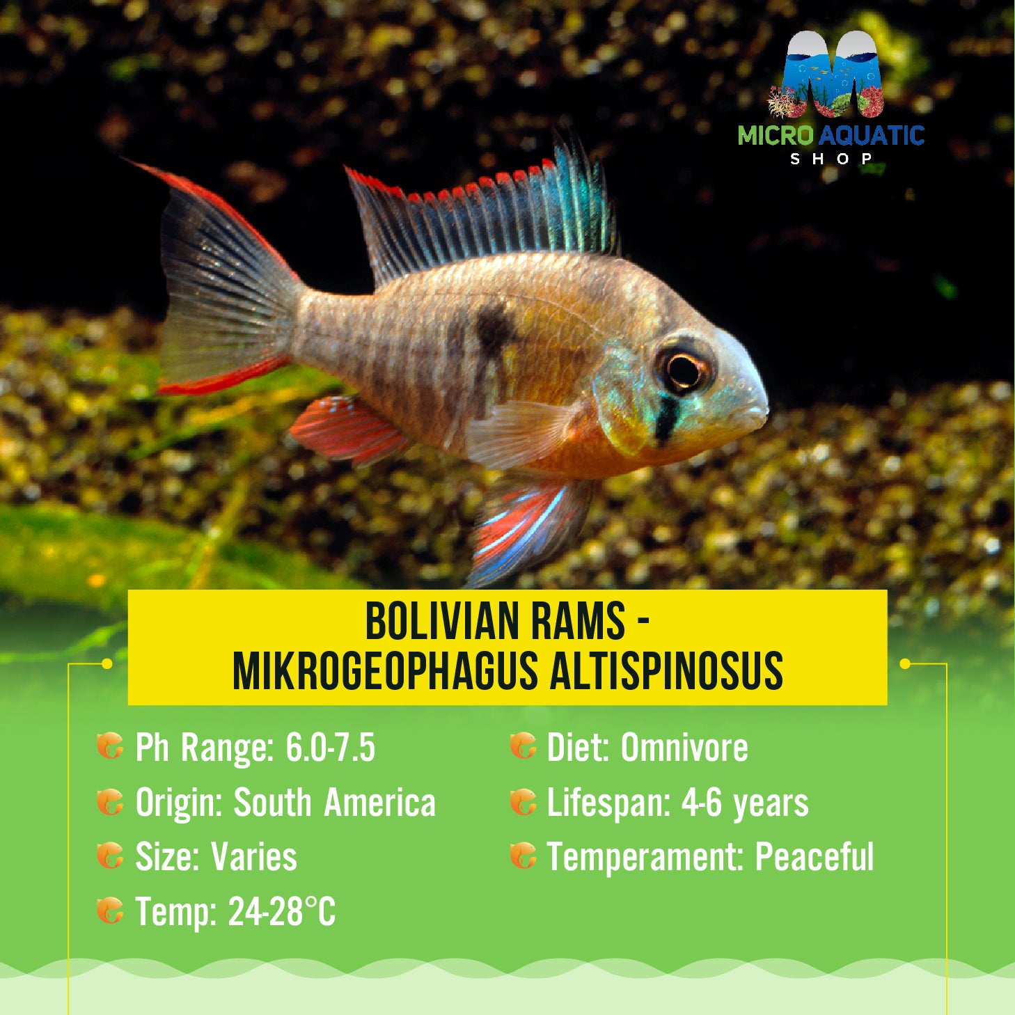 Bolivian Rams - Mikrogeophagus altispinosus