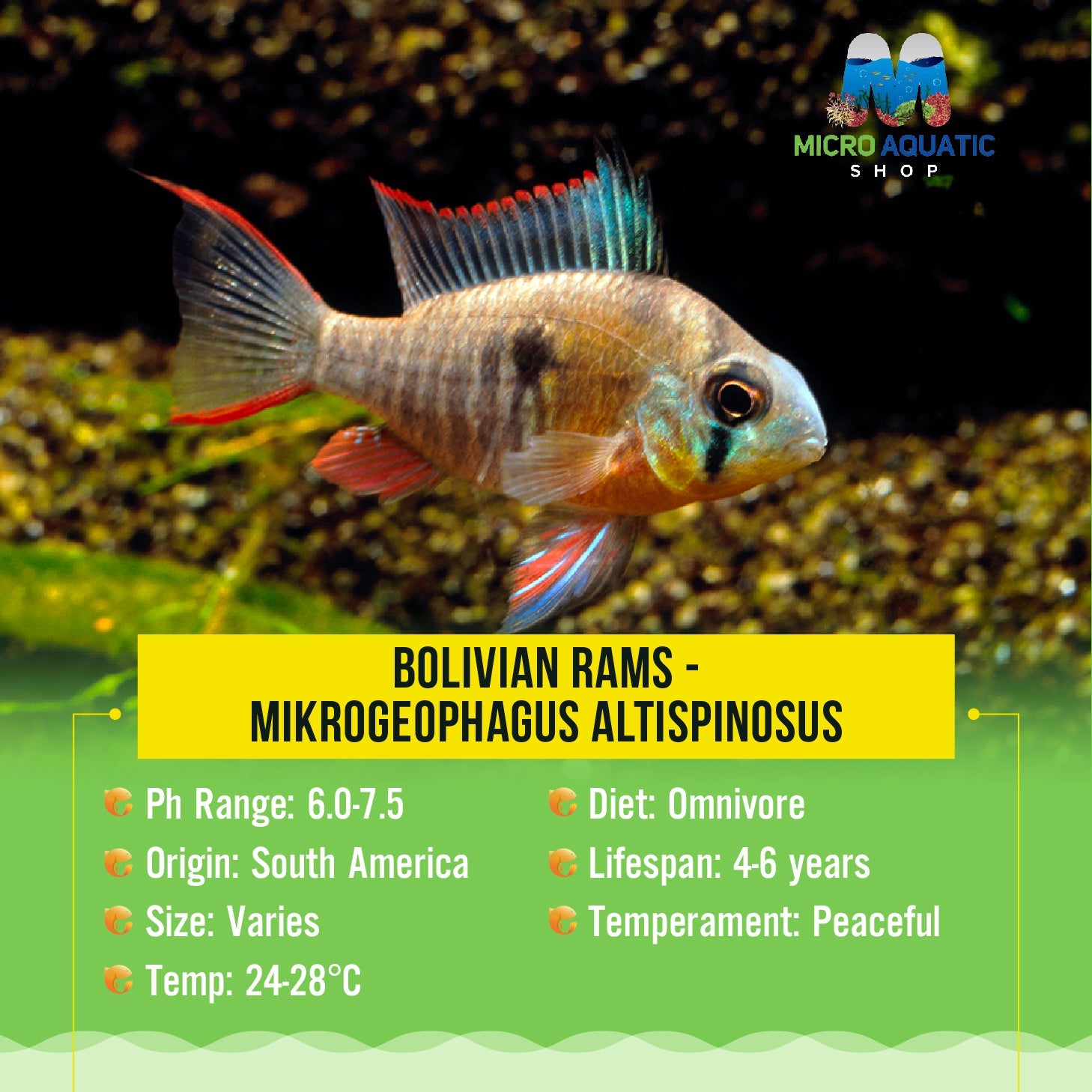Dwarf Cichlid - Bolivian Ram (Mikrogeophagus Altispinosus) Micro Aquatic Shop