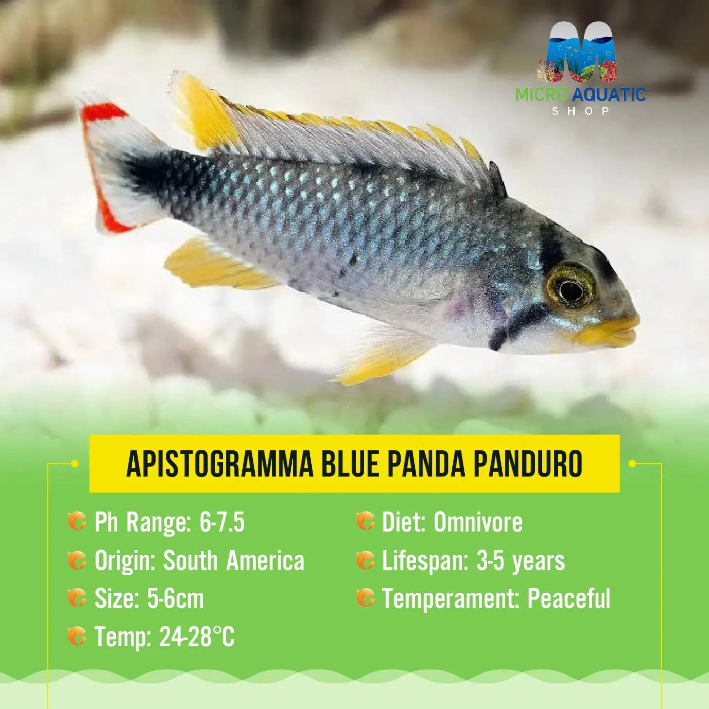 Apistogramma Blue Panduro Micro Aquatic Shop