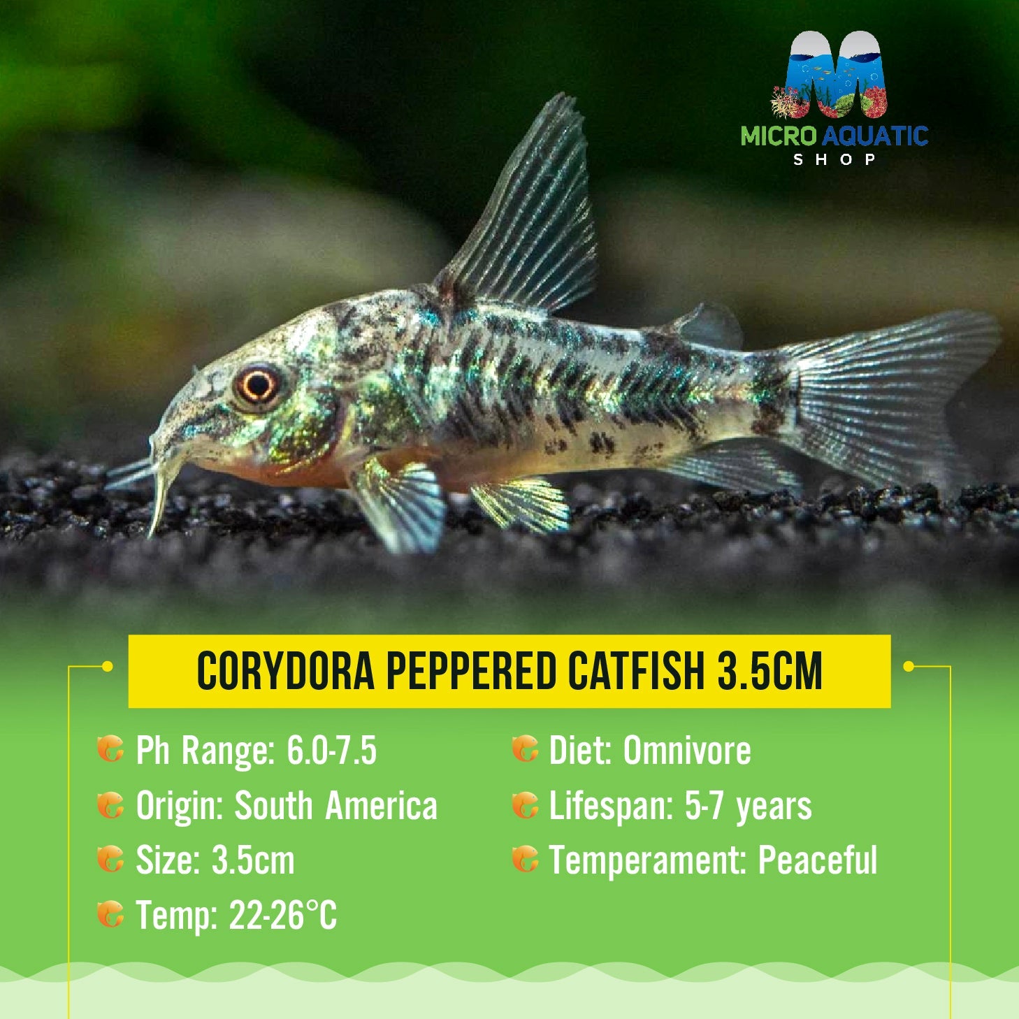 BUY 2 GET 1 FREE Corydora Peppered Catfish 2-3cm Micro Aquatic Shop