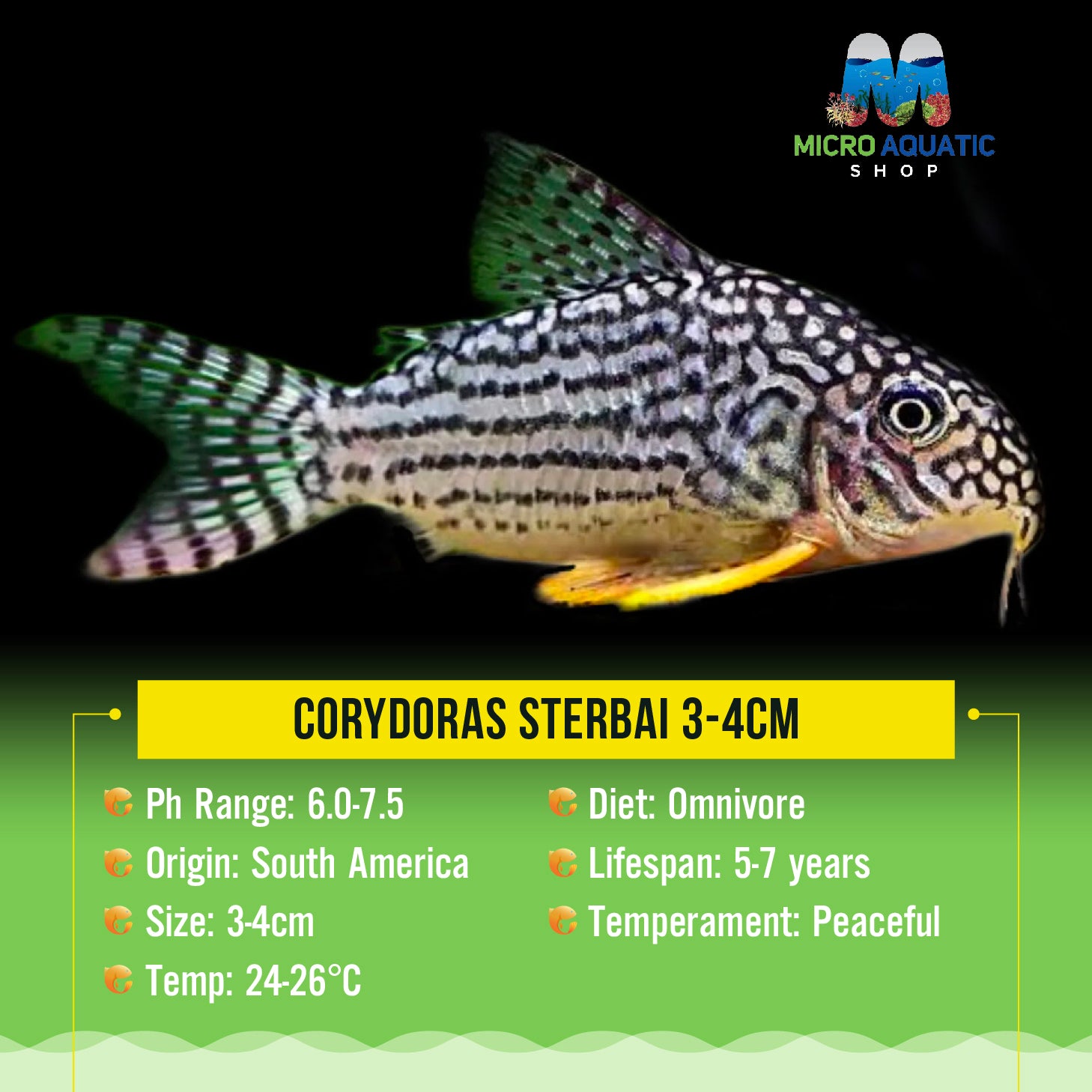 Corydoras Sterbai 3cm